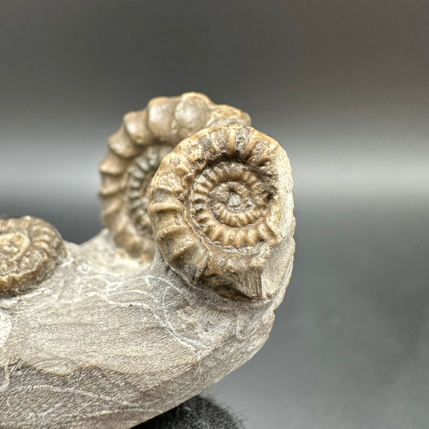 Gagaticeras Ammonite fossil with box and stand - Whitby, North Yorkshire Jurassic Coast Yorkshire Fossils