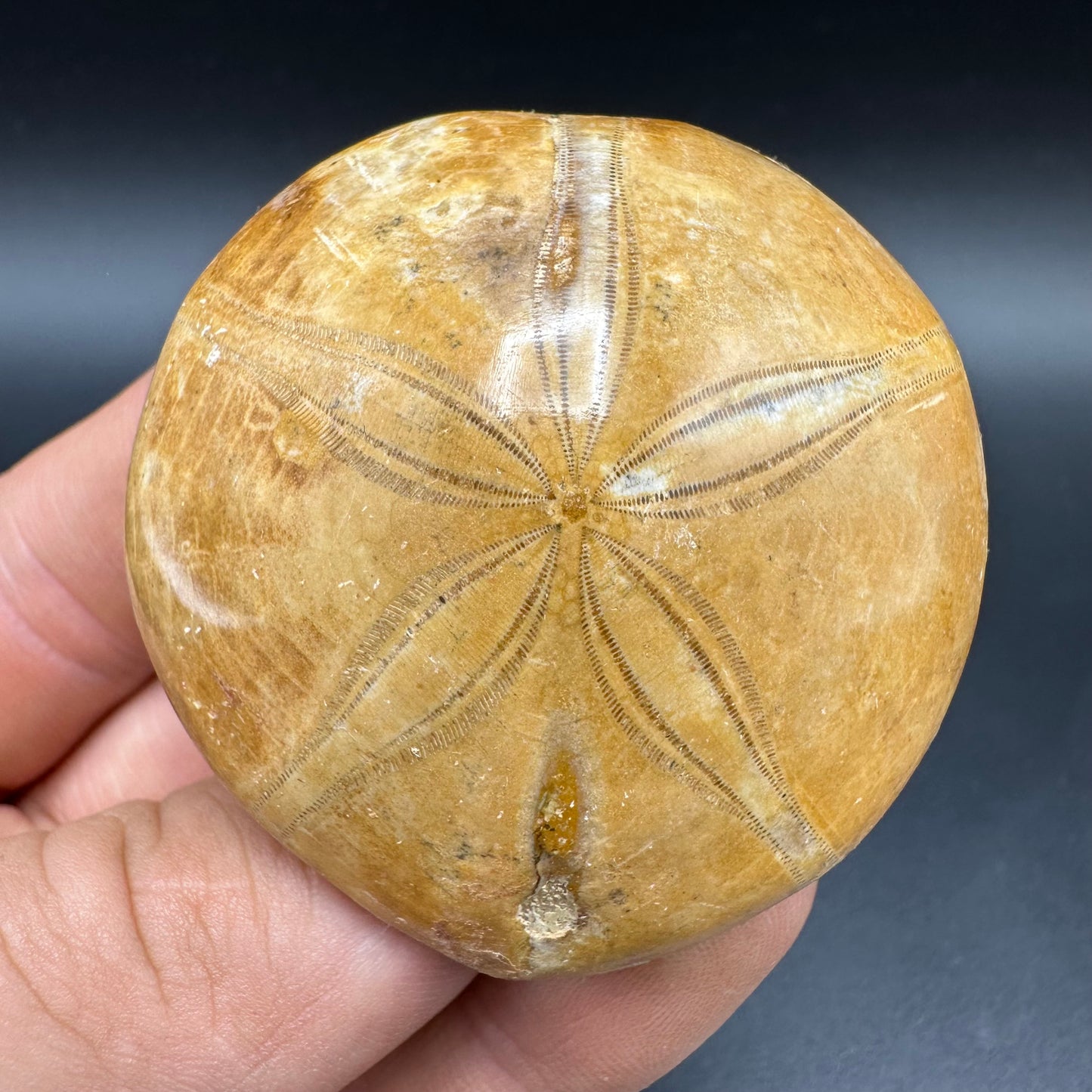 Holectypus Sea Urchin Fossil With Box And Stand - Middle Jurassic Madagascar