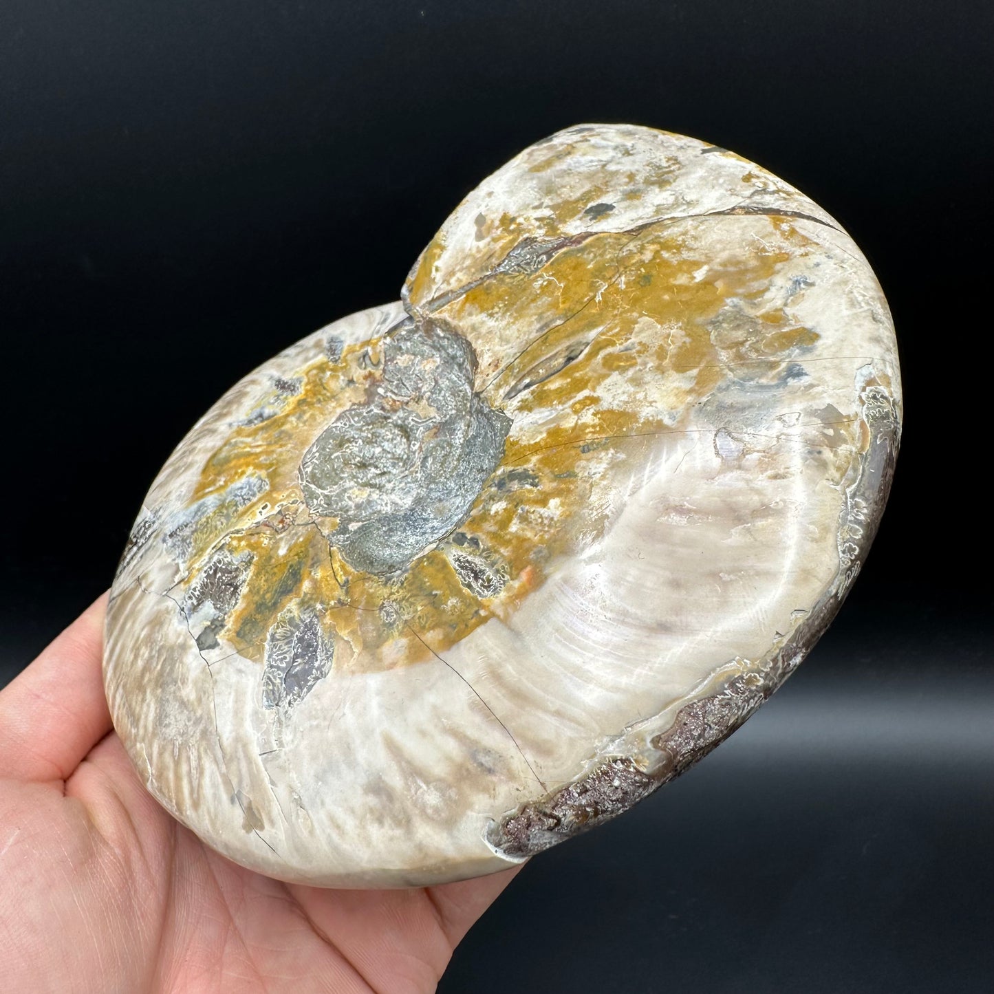 Cleoniceras Ammonite Fossil With Stand - Cretaceous Ammonite Madagascar