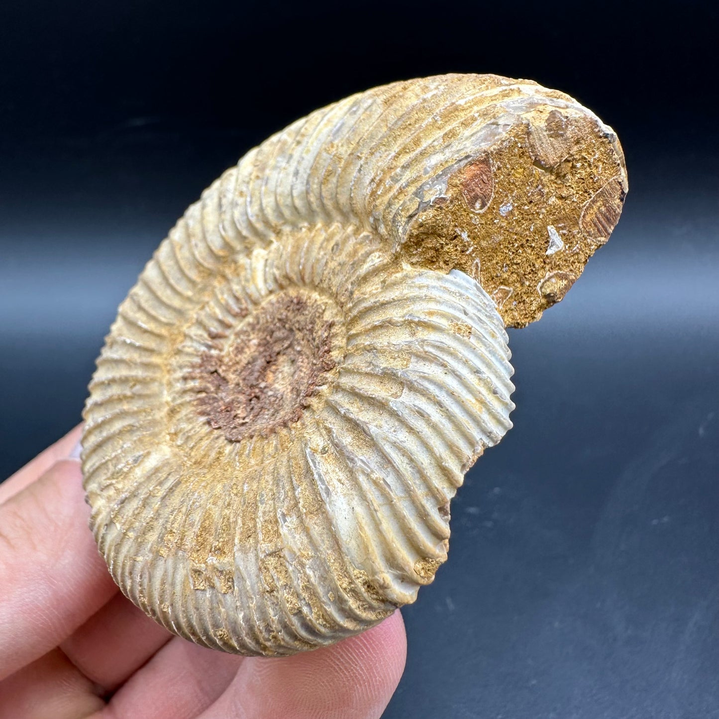 Dichotomosphinctes Ammonite Fossil With Box And Stand - Middle Jurassic Ammonite Madagascar