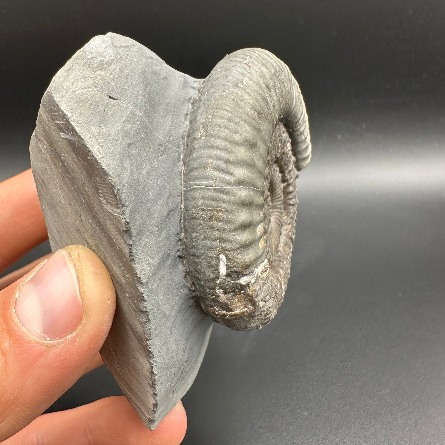 Peronoceras fibulatum Ammonite fossil with box and stand - Whitby, North Yorkshire Jurassic Coast Yorkshire Fossils