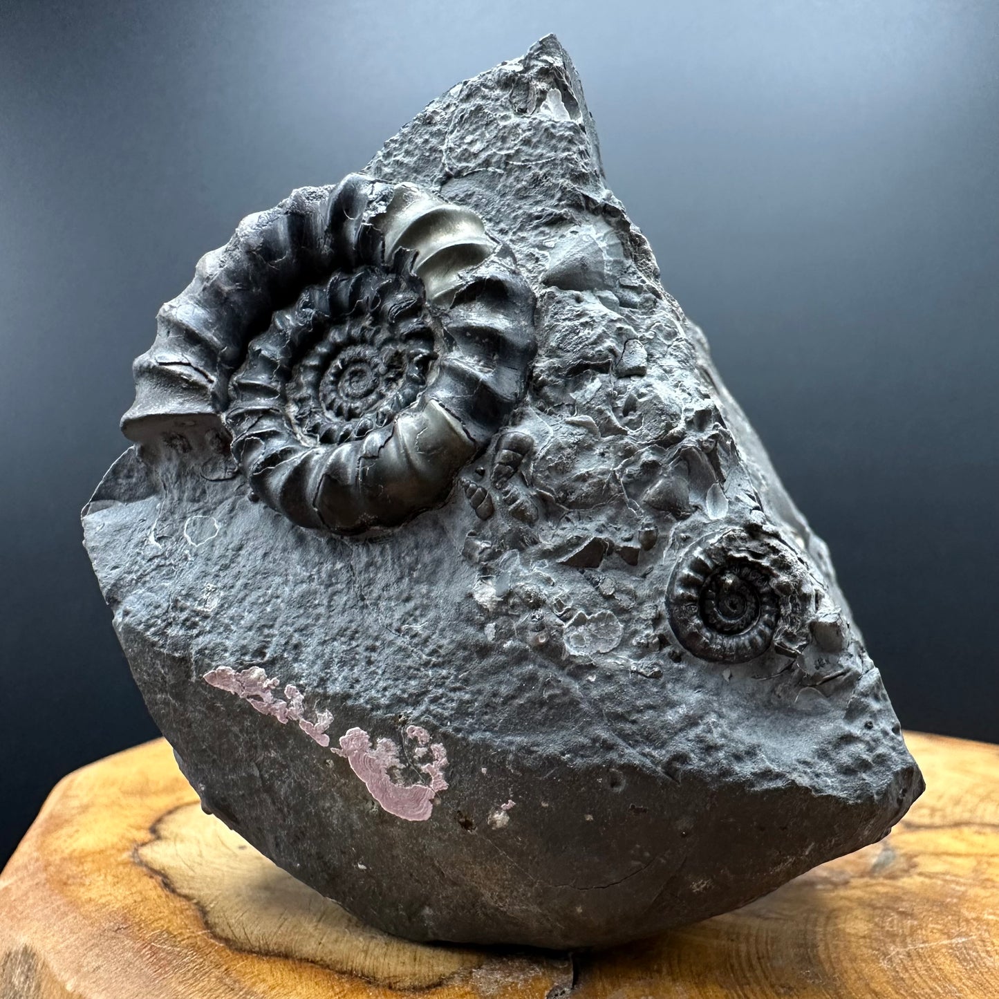 Gagaticeras Ammonite fossil with box and stand - Whitby, North Yorkshire Jurassic Coast Yorkshire Fossils