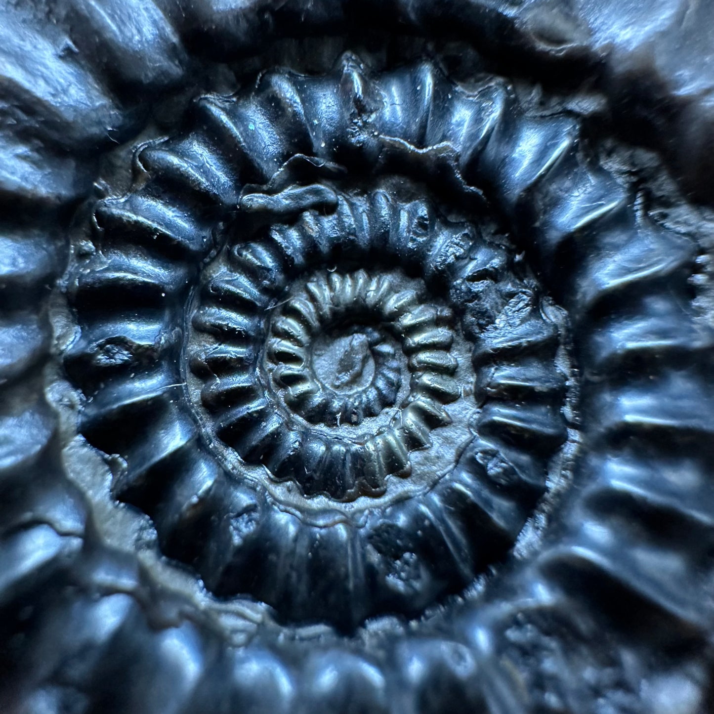 Gagaticeras Ammonite fossil with box and stand - Whitby, North Yorkshire Jurassic Coast Yorkshire Fossils