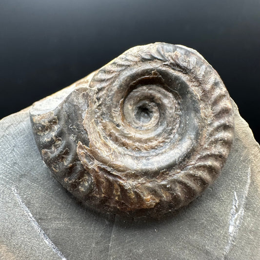 Hildoceras Bifrons Ammonite fossil with stand - Whitby, North Yorkshire Jurassic Coast, Yorkshire Fossils from the Jurassic Coast