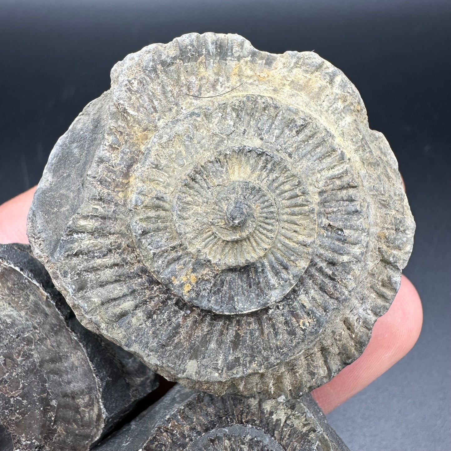 Dactylioceras imprint (negative) bundle ammonite shell fossil with box - Whitby, North Yorkshire, Yorkshire Fossils