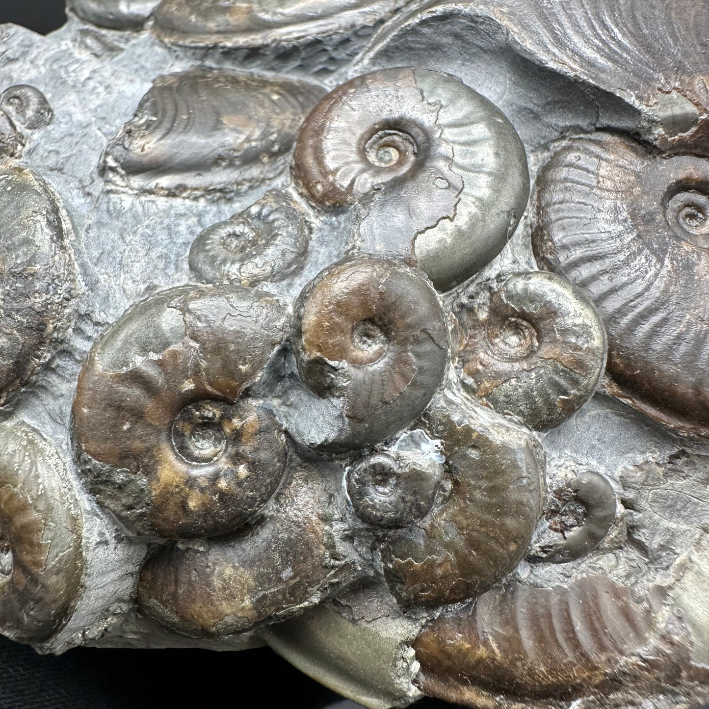 Eleganticeras Elegantulum ammonite with box and stand - Whitby, North Yorkshire Jurassic Coast, Yorkshire Fossils