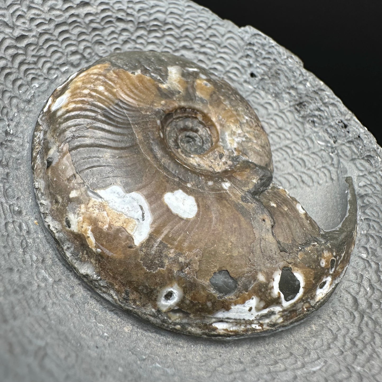 Eleganticeras Elegantulum ammonite with box and stand - Whitby, North Yorkshire Jurassic Coast, Yorkshire Fossils