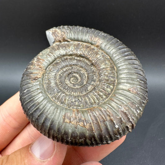 Dactylioceras Ammonite Fossil With Box And Stand - Whitby, North Yorkshire Jurassic Coast Yorkshire Fossils
