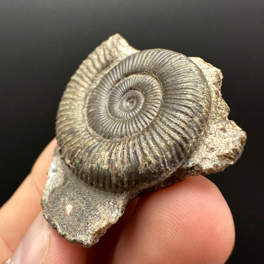 Dactylioceras Ammonite Fossil Gift Set - Whitby, North Yorkshire Jurassic Coast Yorkshire Fossils