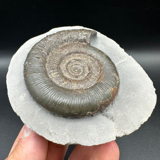 Dactylioceras tenuicostatum Ammonite fossil with box and stand - Whitby, North Yorkshire Jurassic Coast
