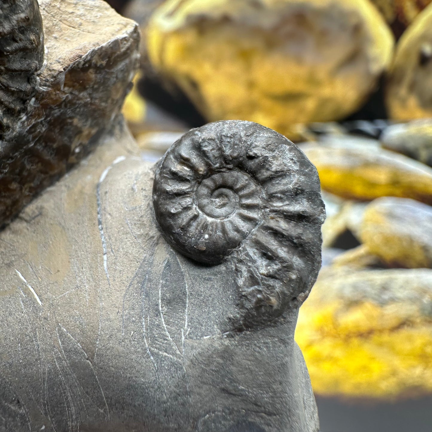 Amaltheus subnodosus ammonite fossil - Whitby, North Yorkshire