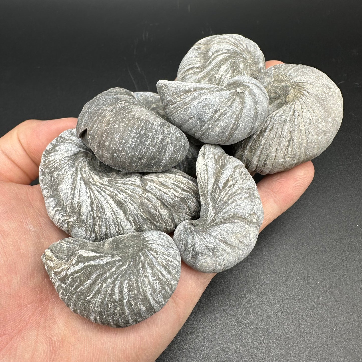 Junior Jurassic Jumble - Yorkshire Fossils Mystery Variety Fossil Bag - Whitby, North Yorkshire Jurassic Coast