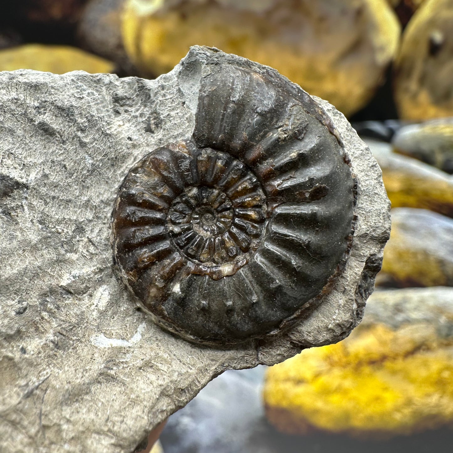 Amaltheus striatus ammonite fossil - Whitby, North Yorkshire