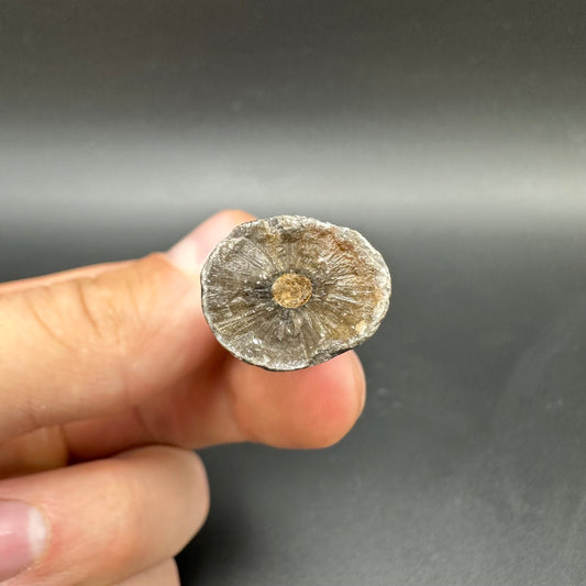 Belemnite (Fossil Squid) shell fossil - Whitby, North Yorkshire Jurassic Coast Yorkshire Fossils