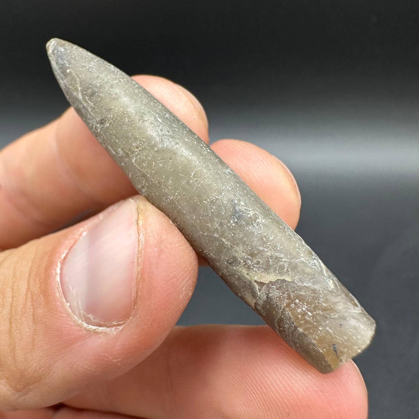 Hibolite (Fossil Squid) shell fossil - Whitby, North Yorkshire Jurassic Coast Yorkshire Fossils