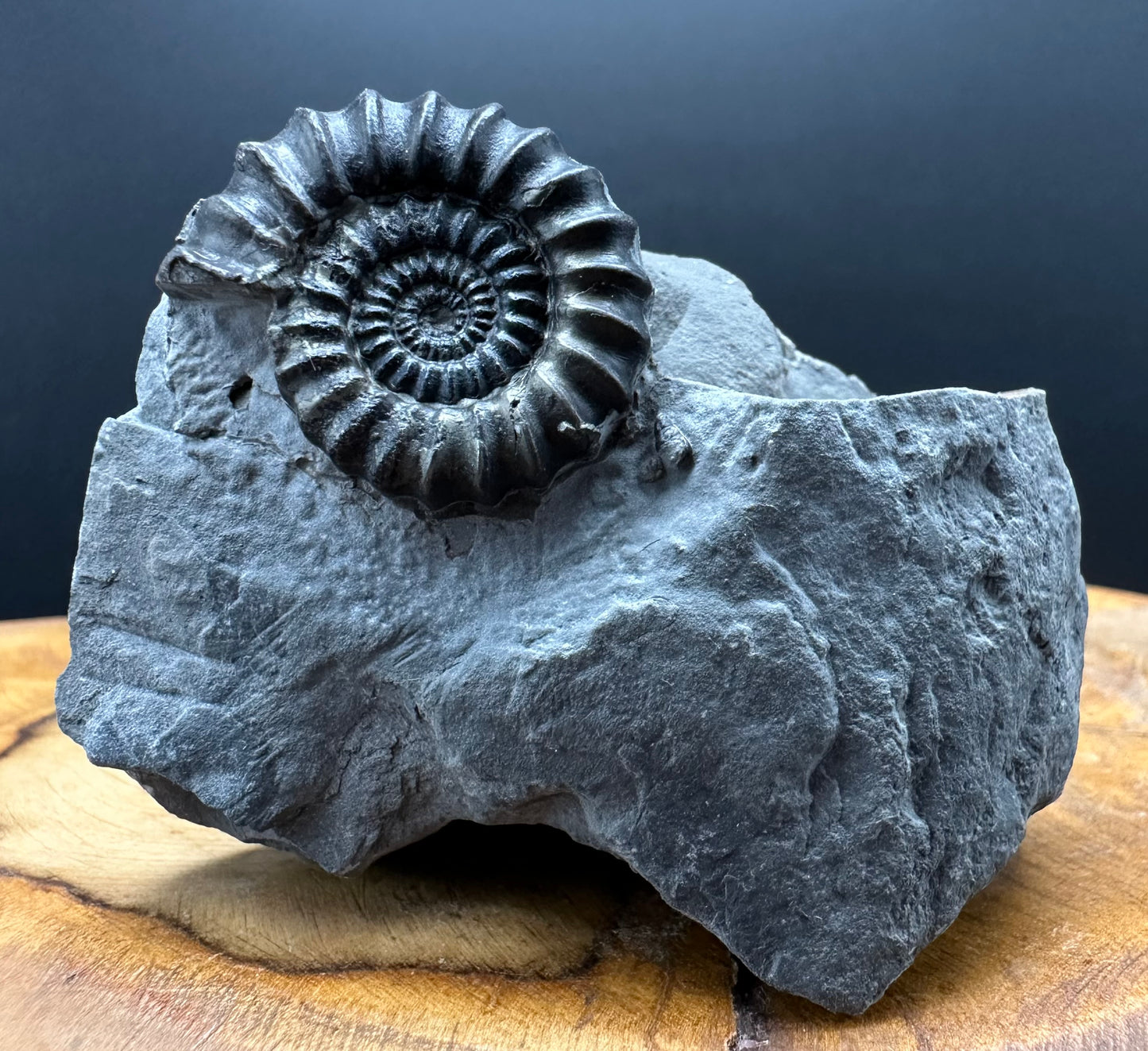 Gagaticeras Ammonite fossil with box and stand - Whitby, North Yorkshire Jurassic Coast Yorkshire Fossils