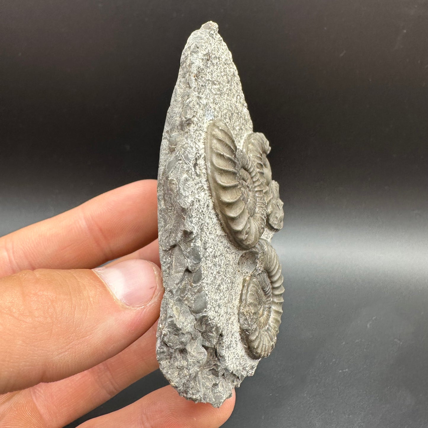 Arnioceras ammonite shell fossil with box and stand - Whitby, North Yorkshire Jurassic Coast Yorkshire Fossils