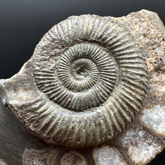 Dactylioceras Ammonite Fossil Gift Set - Whitby, North Yorkshire Jurassic Coast Yorkshire Fossils