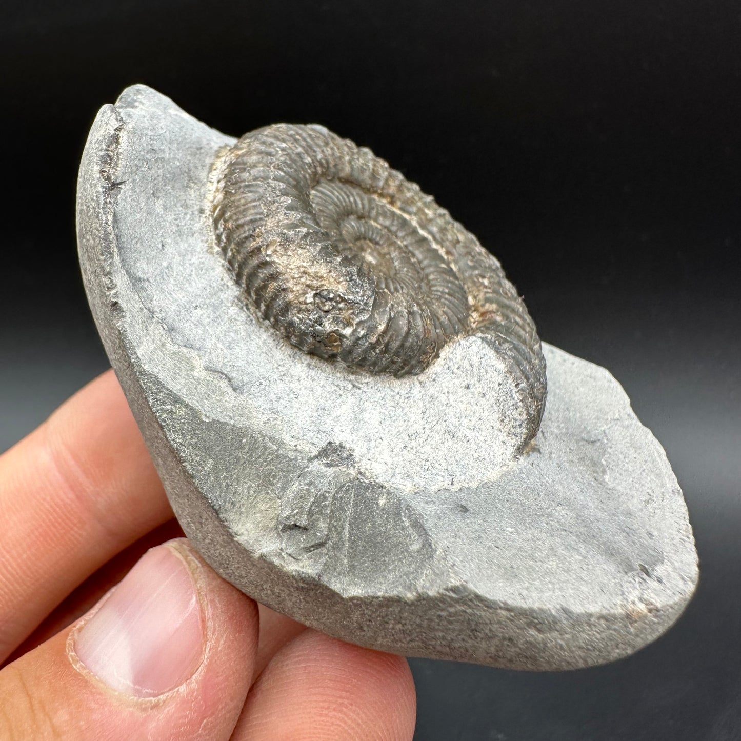 Dactylioceras Ammonite Fossil With Box And Stand - Whitby, North Yorkshire Jurassic Coast Yorkshire Fossils