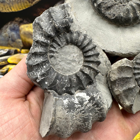 Pleuroceras hawskerense x3 ammonite fossil - Whitby, North Yorkshire Jurassic Coast, Yorkshire fossils