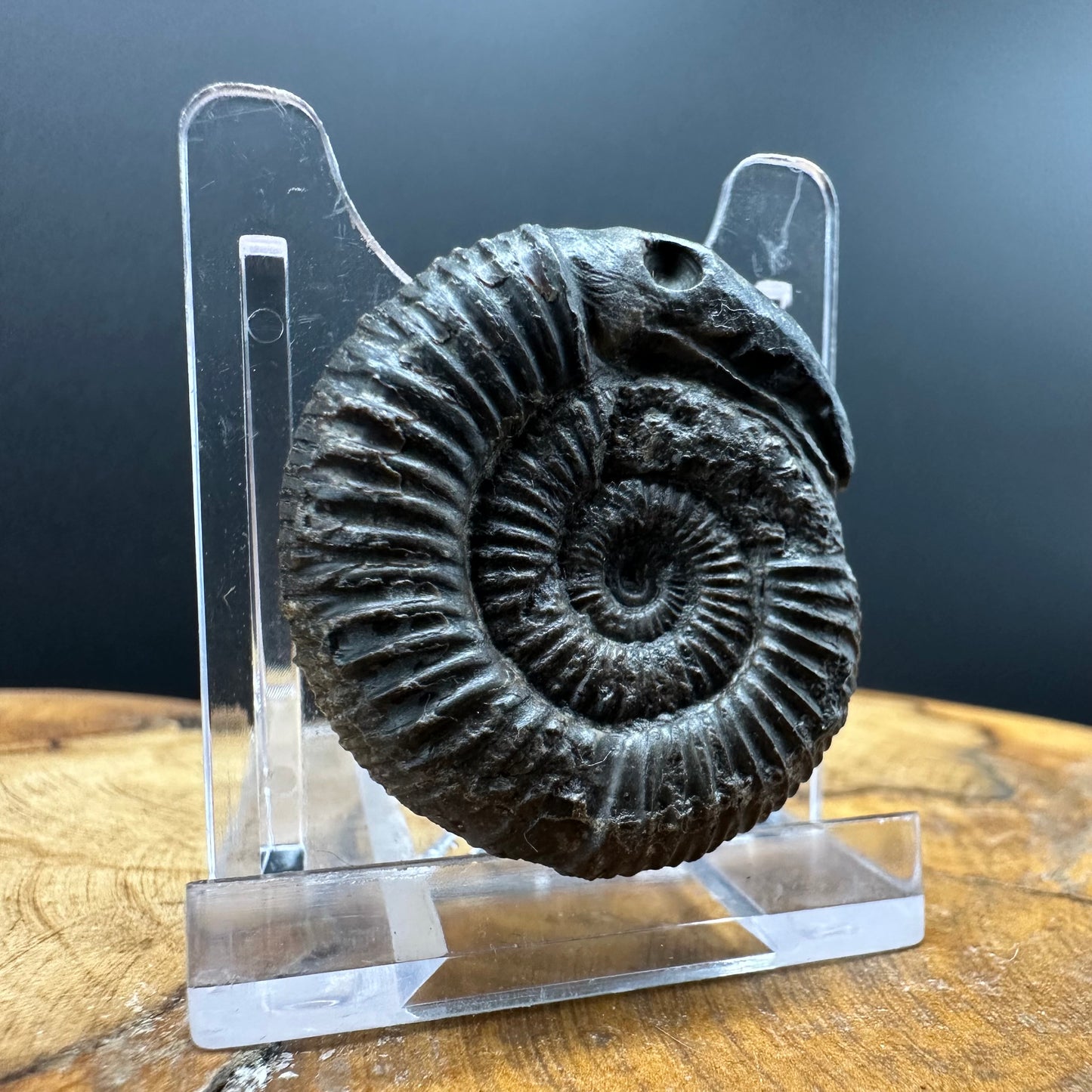 Snakestone Ammonite Fossil With Bag/Box And Stand - Whitby, North Yorkshire Jurassic Coast Yorkshire Fossils