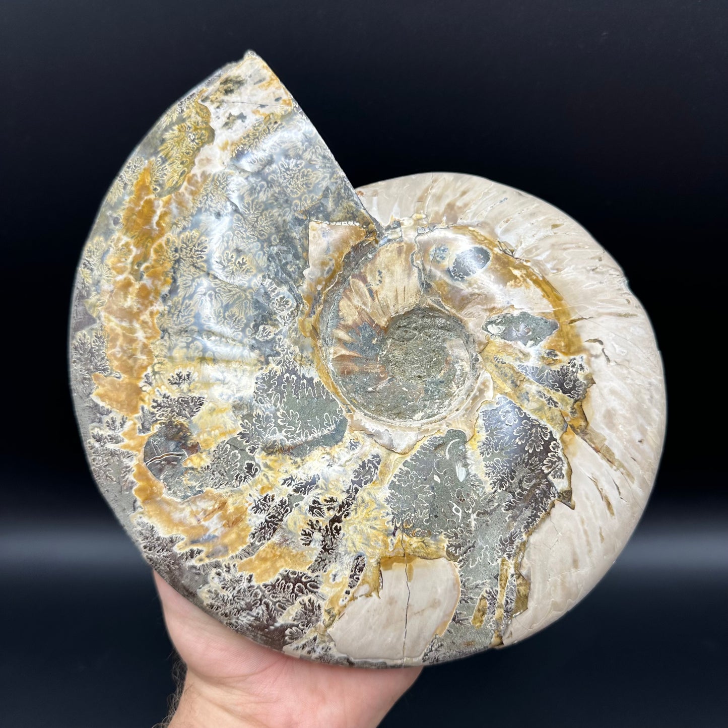 Cleoniceras Ammonite Fossil With Stand - Cretaceous Ammonite Madagascar