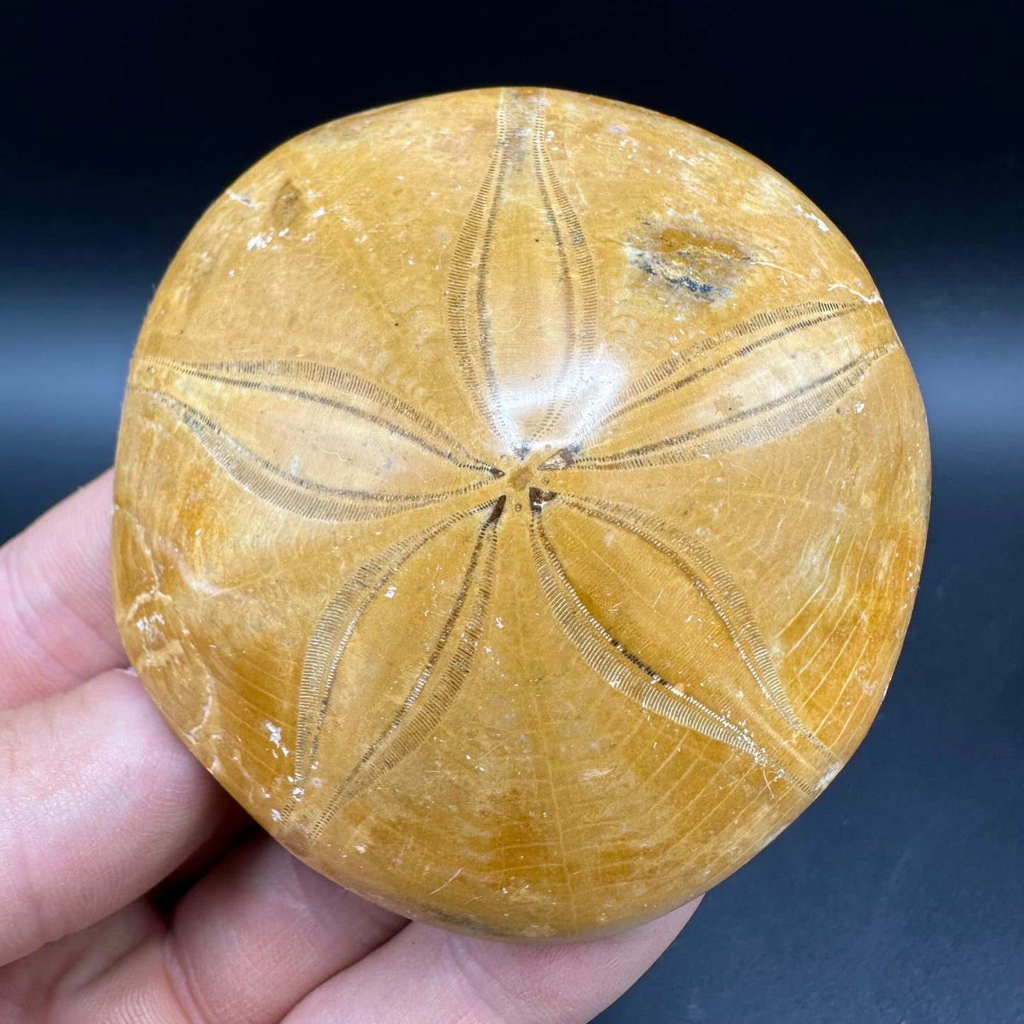 Holectypus Sea Urchin Fossil With Box And Stand - Middle Jurassic Madagascar