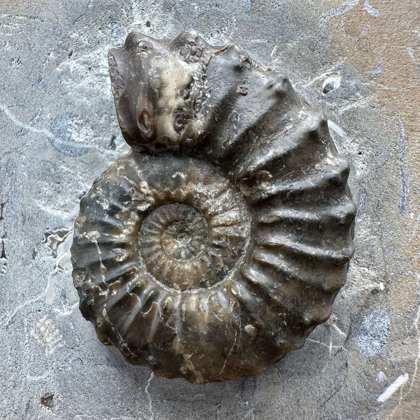 Pleuroceras paucicostatum ammonite fossil with box and stand - Whitby, North Yorkshire Jurassic Coast Yorkshire Fossils