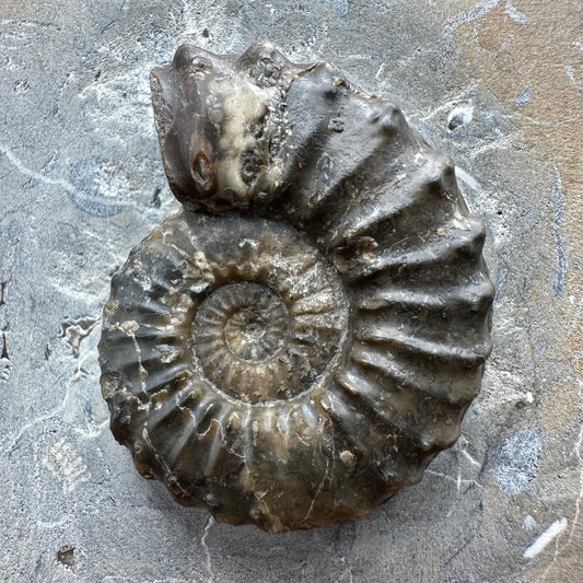 Pleuroceras paucicostatum ammonite fossil with box and stand - Whitby, North Yorkshire Jurassic Coast Yorkshire Fossils