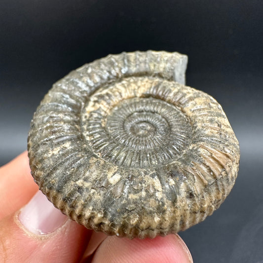 Dactylioceras Ammonite Fossil With Box And Stand - Whitby, North Yorkshire Jurassic Coast Yorkshire Fossils