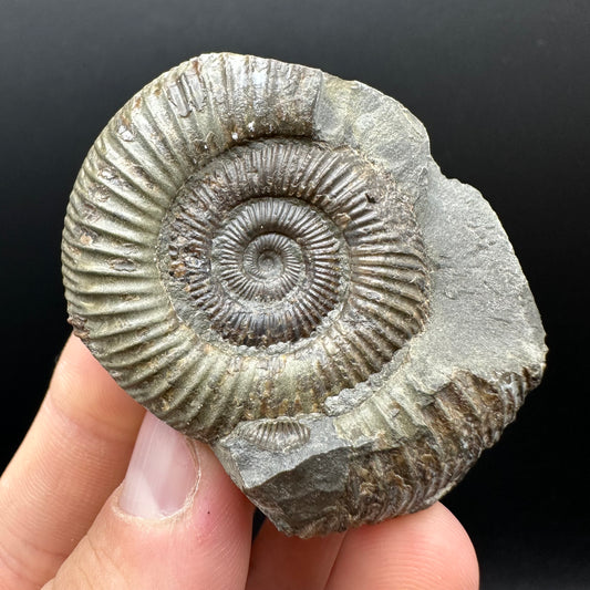 Dactylioceras Ammonite nodule (split pair) Fossil With Box And Stand - Whitby, North Yorkshire Jurassic Coast Yorkshire Fossils