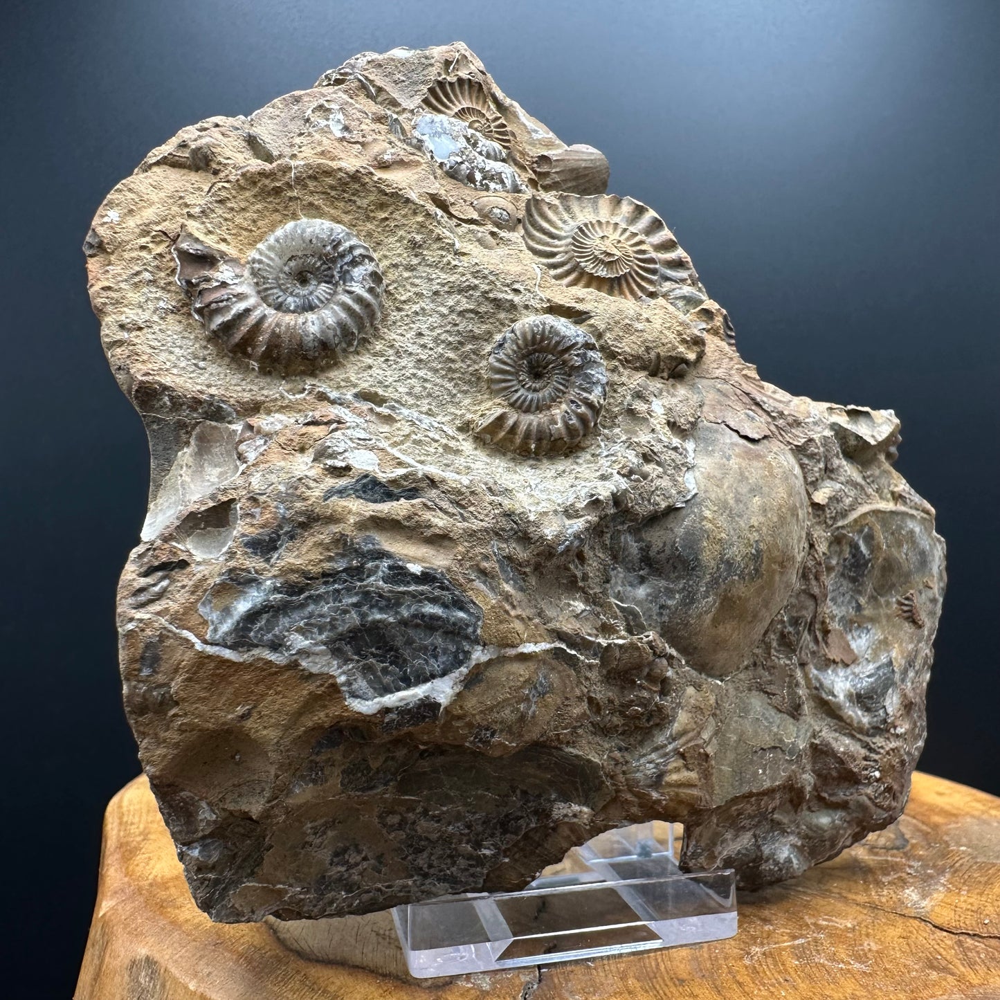 Androgynoceras capricornus Ammonite Fossil With Stand - Whitby, North Yorkshire Jurassic Coast Yorkshire Fossils