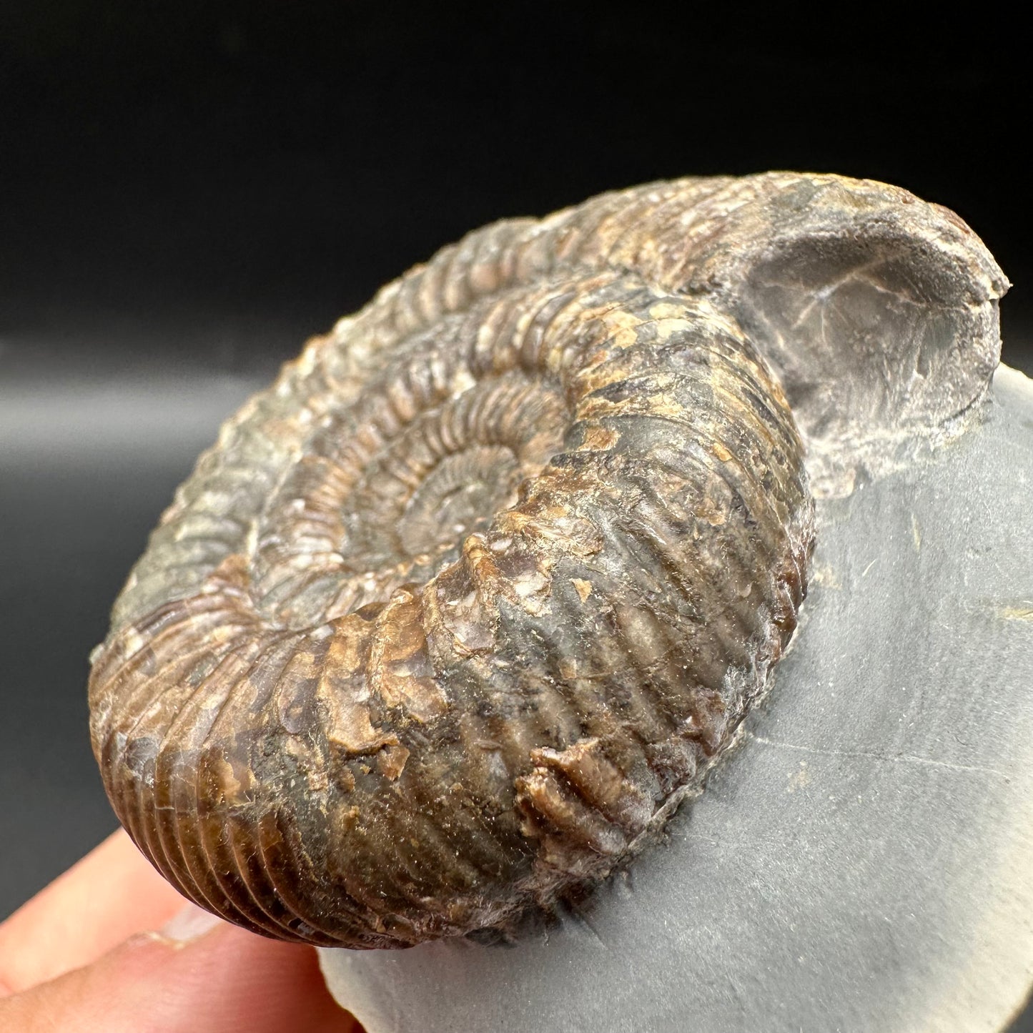 Catacoeloceras Sp. ammonite fossil with box and stand- Whitby, North Yorkshire Jurassic Coast Yorkshire Fossils