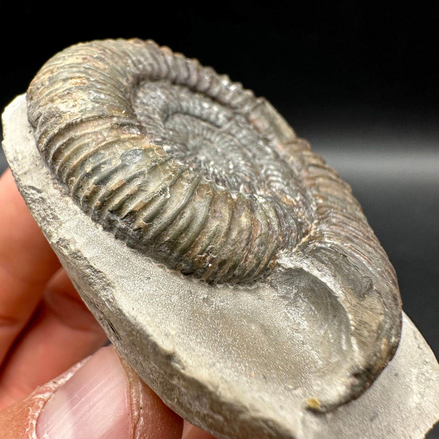 Dactylioceras Ammonite Fossil With Box And Stand - Whitby, North Yorkshire Jurassic Coast Yorkshire Fossils