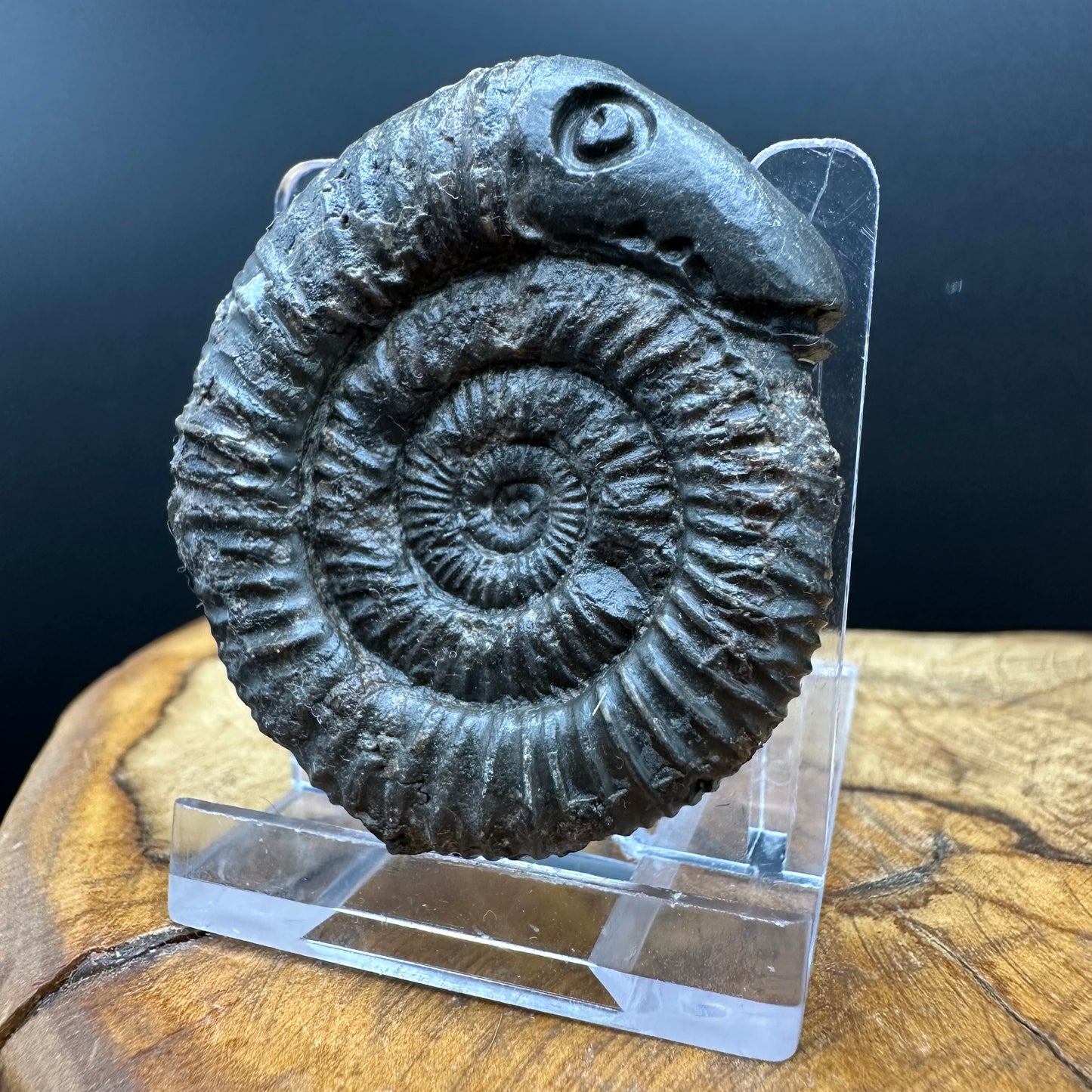 Snakestone Ammonite Fossil With Bag/Box And Stand - Whitby, North Yorkshire Jurassic Coast Yorkshire Fossils