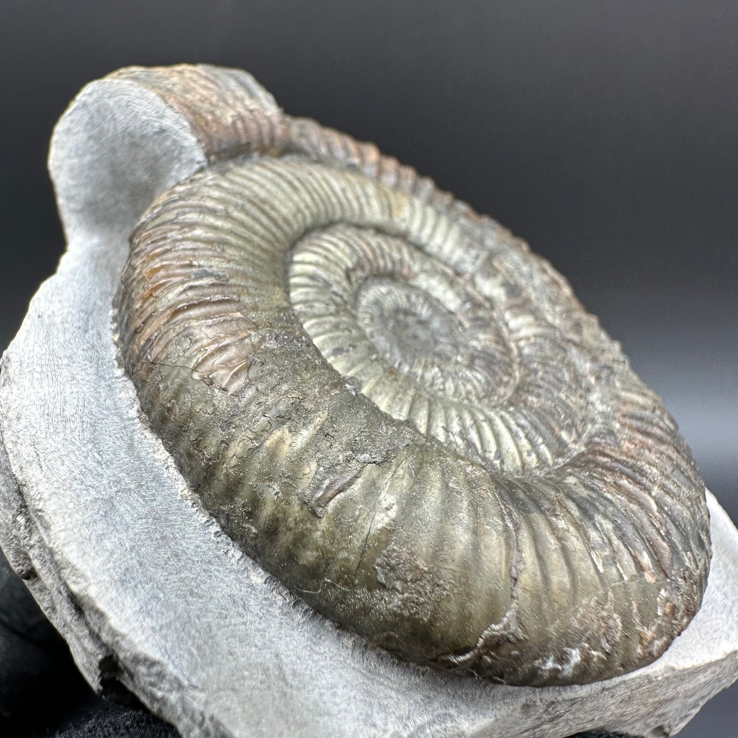 Dactylioceras Ammonite Fossil With Box And Stand - Whitby, North Yorkshire Jurassic Coast Yorkshire Fossils