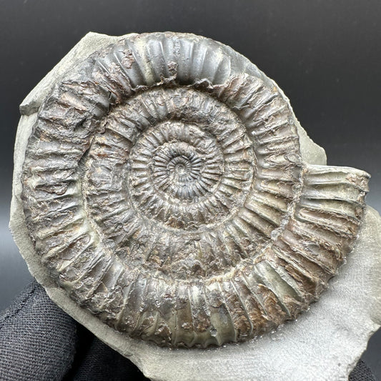 Dactylioceras Ammonite Fossil With Box And Stand - Whitby, North Yorkshire Jurassic Coast Yorkshire Fossils