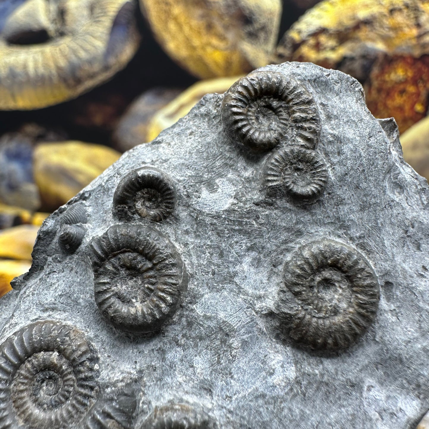 Gracile Multi-block ammonite fossil - Whitby, North Yorkshire Jurassic Coast