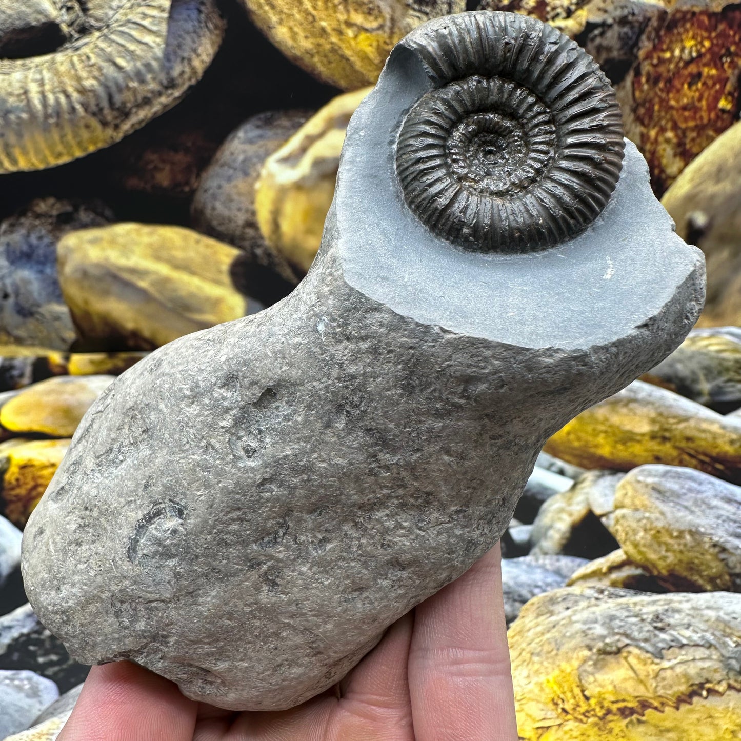 Catacoeloceras jordani ammonite fossil - Whitby, North Yorkshire