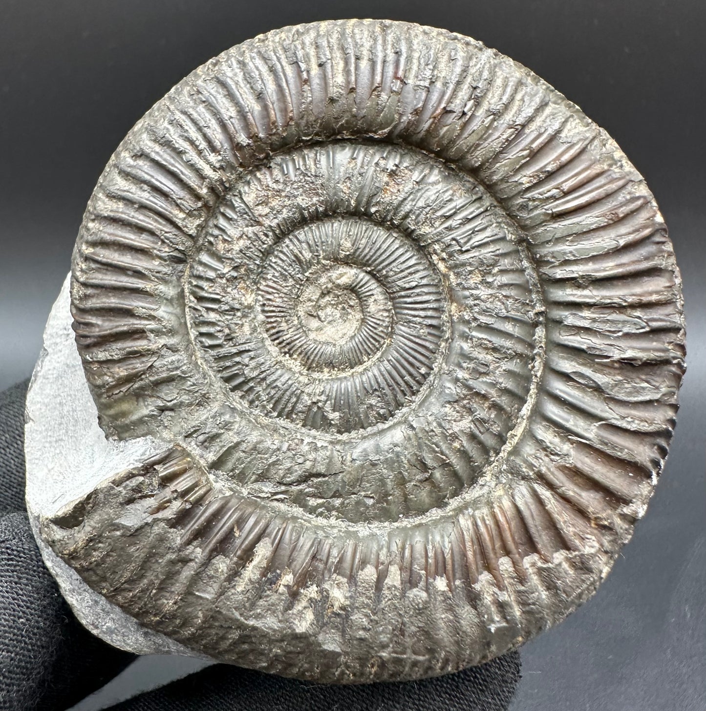 Dactylioceras Ammonite Fossil With Box And Stand - Whitby, North Yorkshire Jurassic Coast Yorkshire Fossils