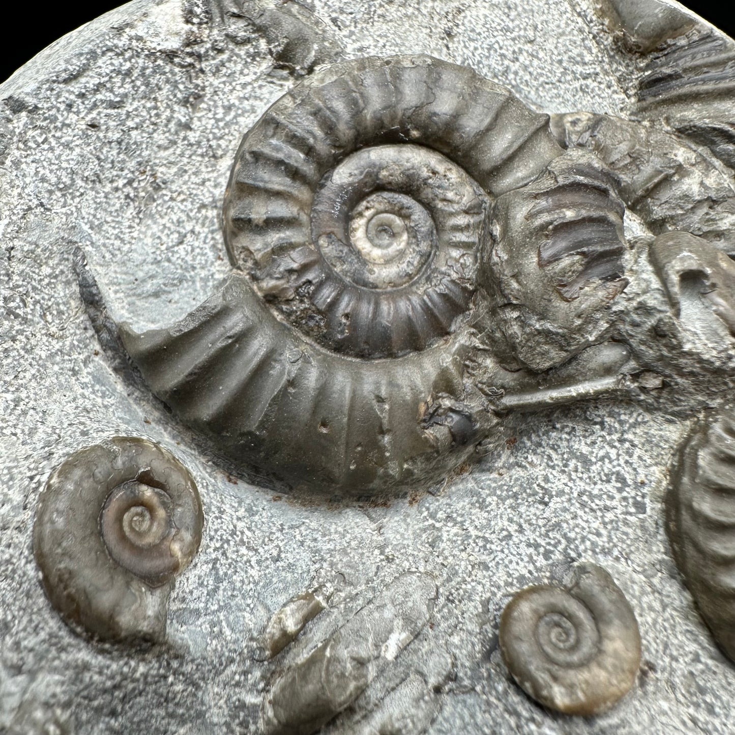 Arnioceras ammonite shell fossil with box and stand - Whitby, North Yorkshire Jurassic Coast Yorkshire Fossils