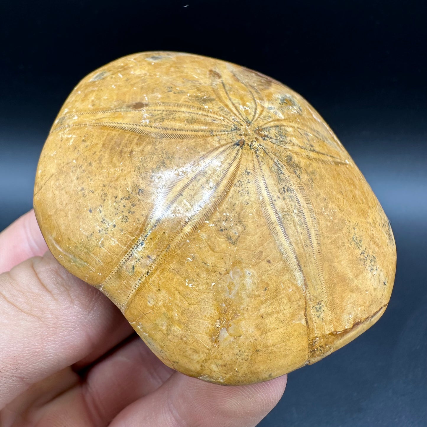 Holectypus Sea Urchin Fossil With Box And Stand - Middle Jurassic Madagascar