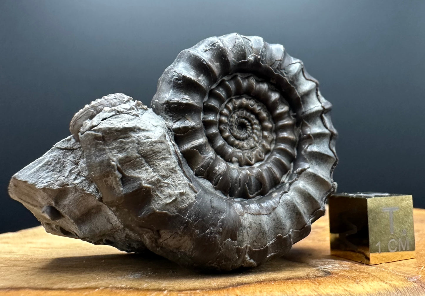 Gagaticeras Ammonite fossil with box and stand - Whitby, North Yorkshire Jurassic Coast Yorkshire Fossils