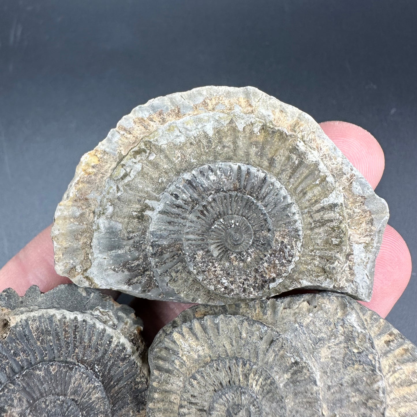 Dactylioceras imprint (negative) bundle ammonite shell fossil with box - Whitby, North Yorkshire, Yorkshire Fossils