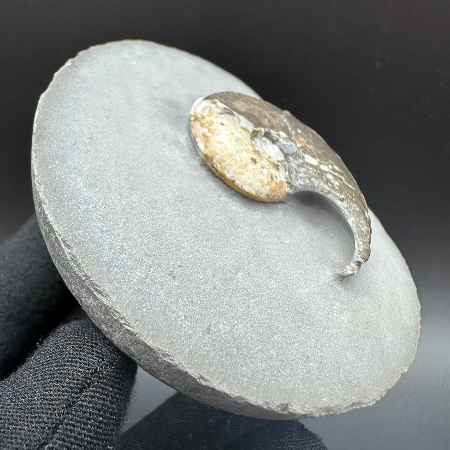 Eleganticeras Elegantulum ammonite fossil with box and stand - Whitby, North Yorkshire Jurassic Coast, Yorkshire Fossils