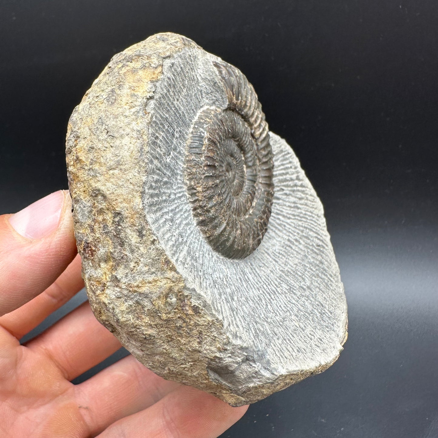 Dactylioceras Ammonite Fossil With box and Stand - Whitby, North Yorkshire Jurassic Coast Yorkshire Fossils