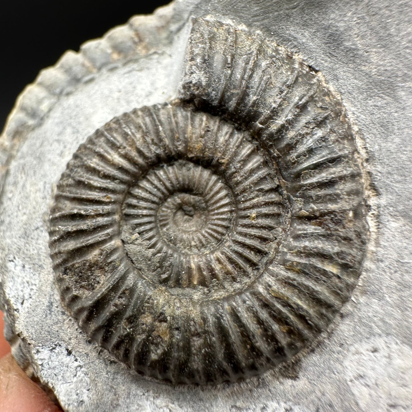 Dactylioceras Ammonite Fossil With Box And Stand - Whitby, North Yorkshire Jurassic Coast Yorkshire Fossils