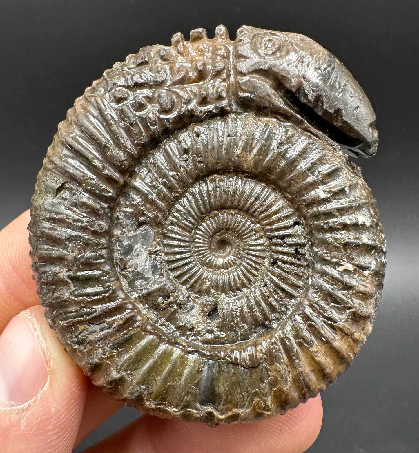 Snakestone Ammonite Fossil With Bag/Box And Stand - Whitby, North Yorkshire Jurassic Coast Yorkshire Fossils
