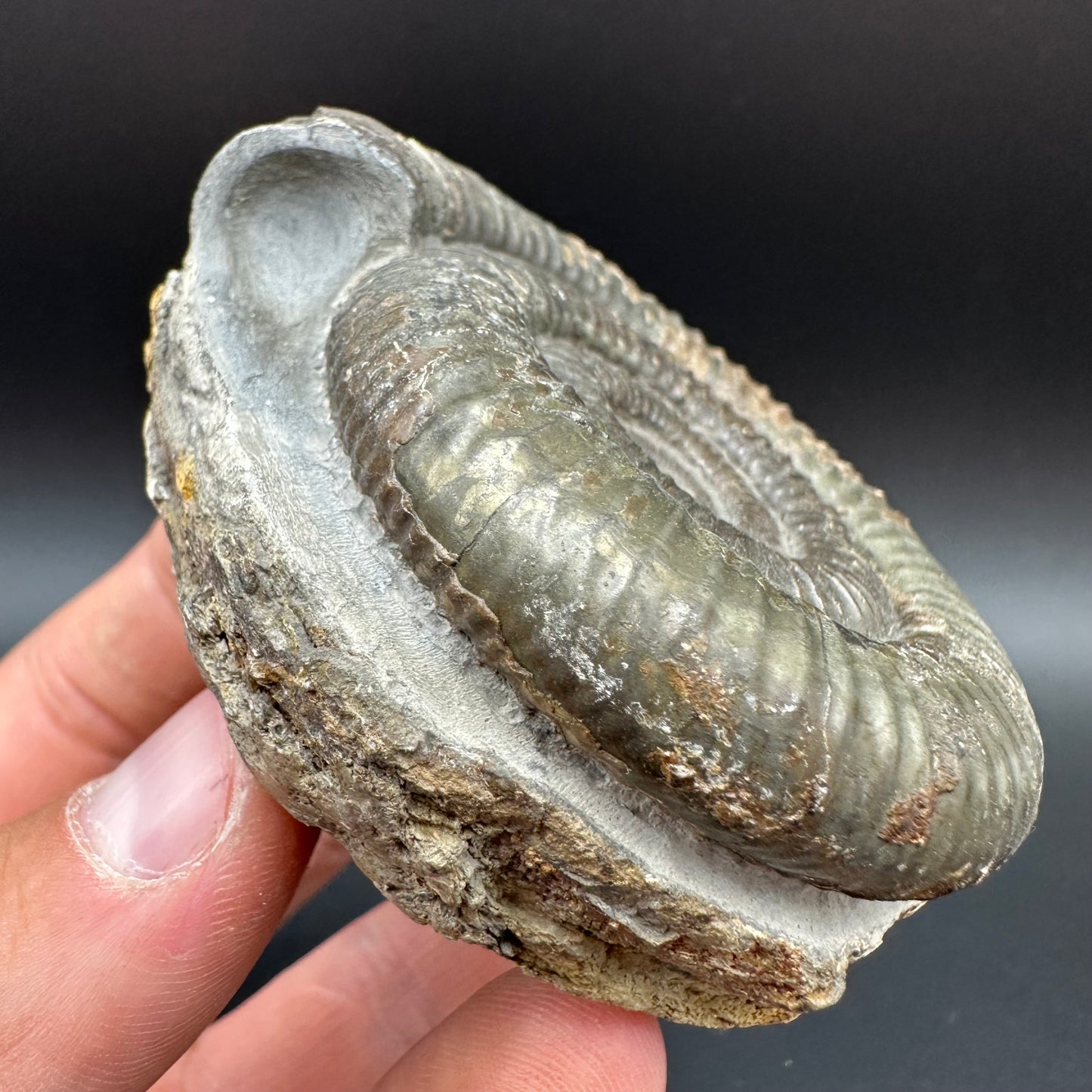 Dactylioceras Ammonite Fossil With Box And Stand - Whitby, North Yorkshire Jurassic Coast Yorkshire Fossils