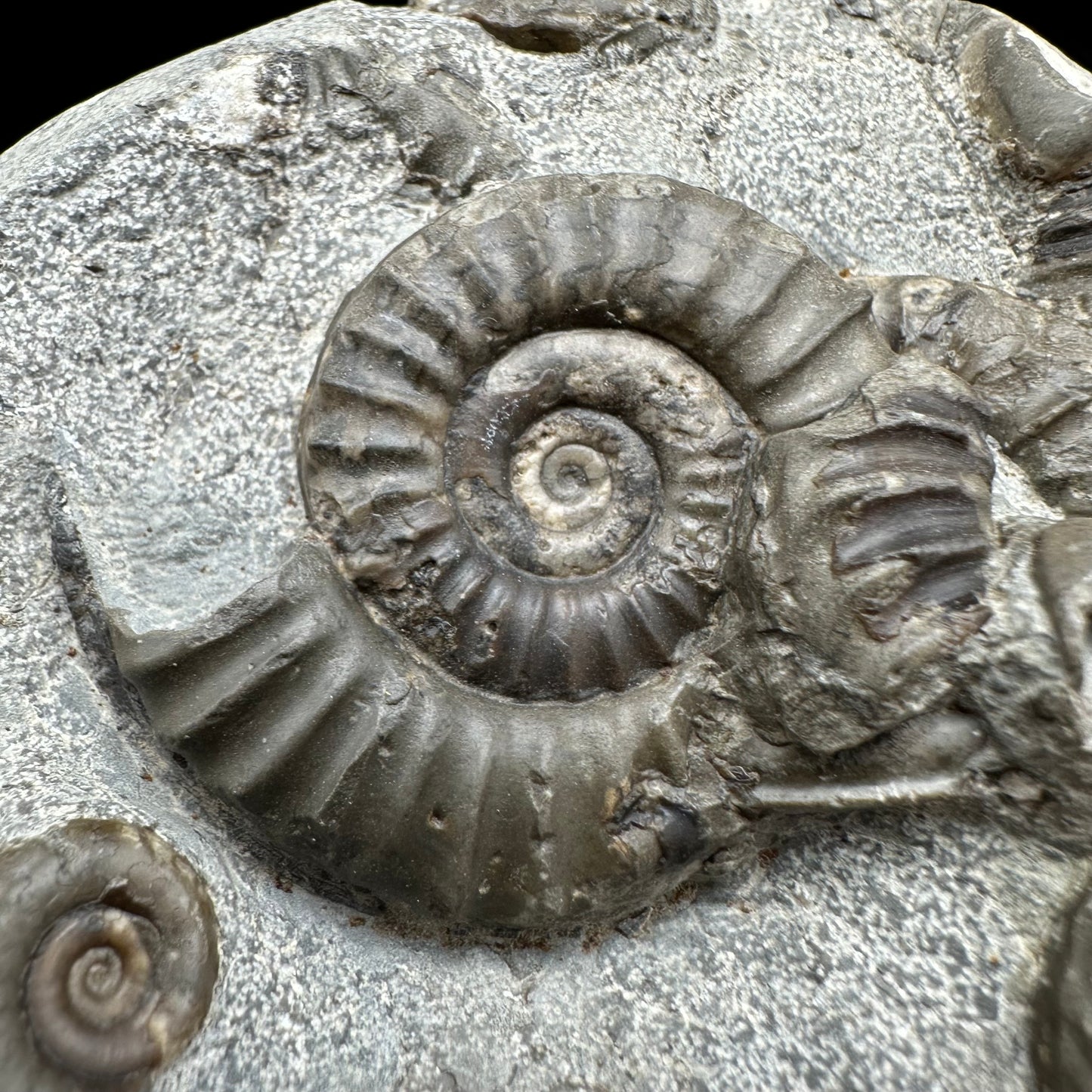 Arnioceras ammonite shell fossil with box and stand - Whitby, North Yorkshire Jurassic Coast Yorkshire Fossils